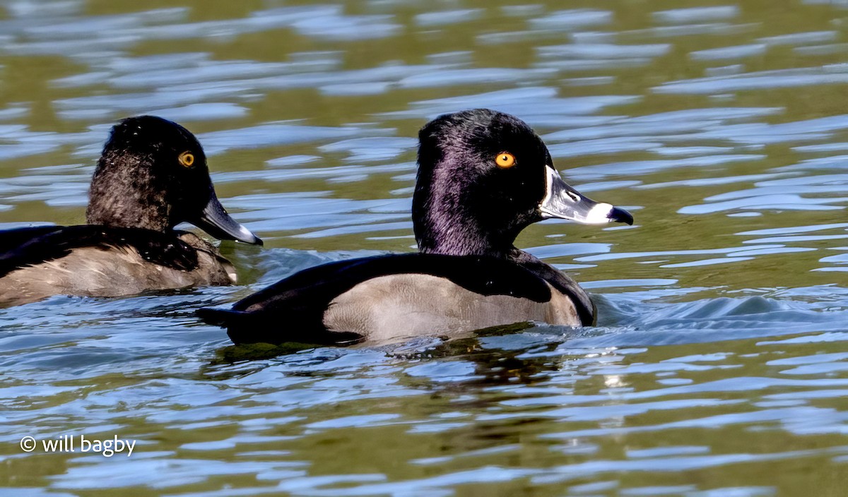 Ring-necked Duck - ML645002043