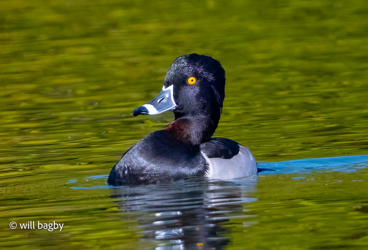 Ring-necked Duck - ML645002050