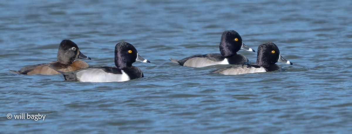 Ring-necked Duck - ML645002051