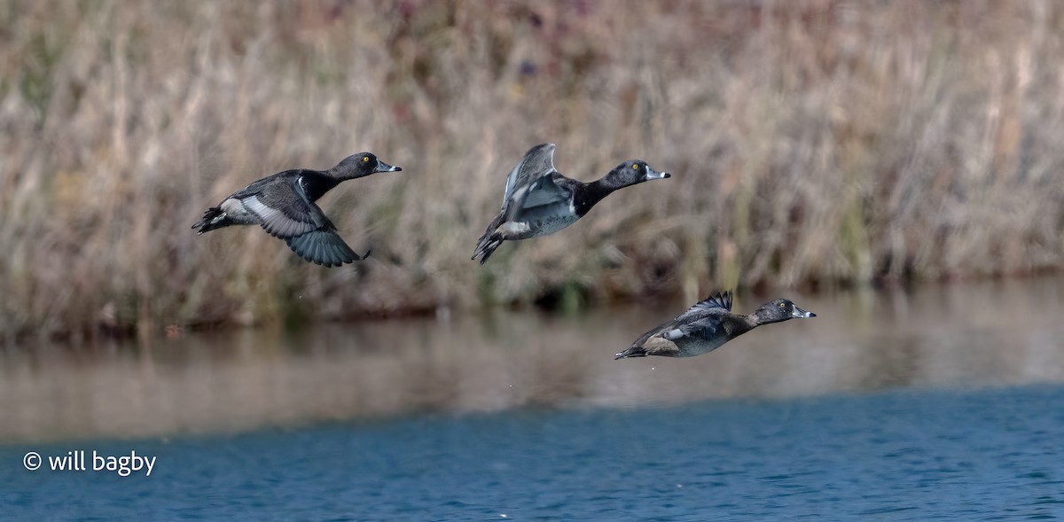 Ring-necked Duck - ML645002052