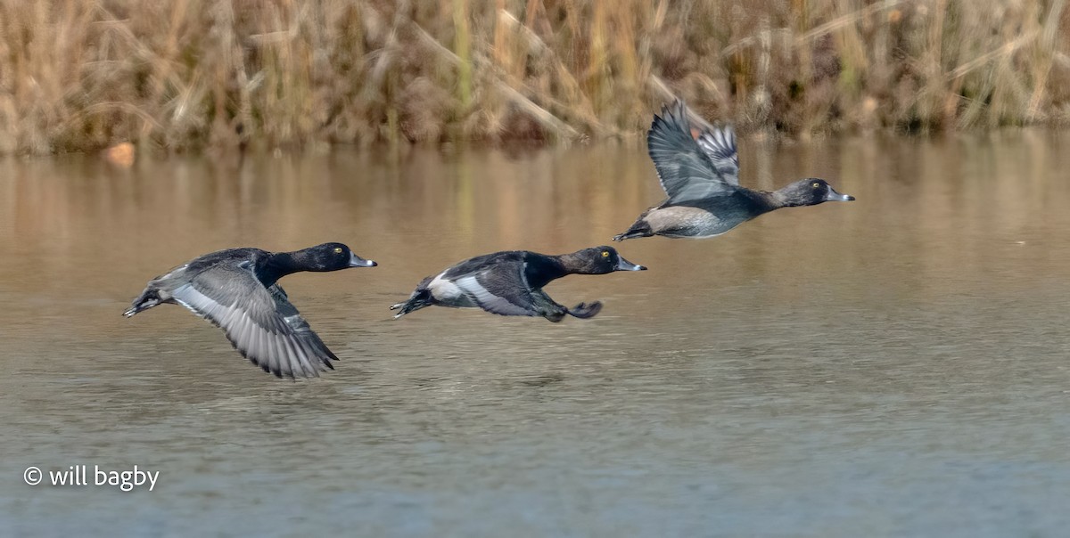 Ring-necked Duck - ML645002054