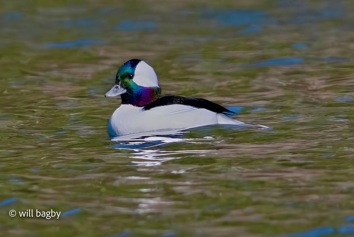 Bufflehead - ML645002066