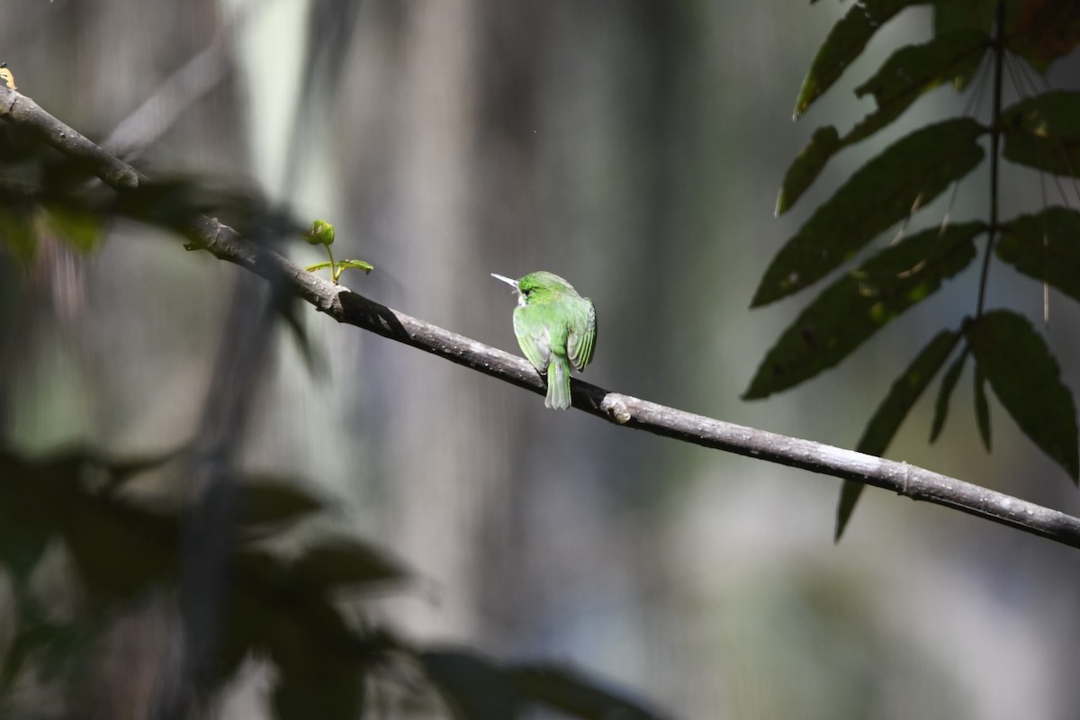 Узкоклювый тоди - ML645002075