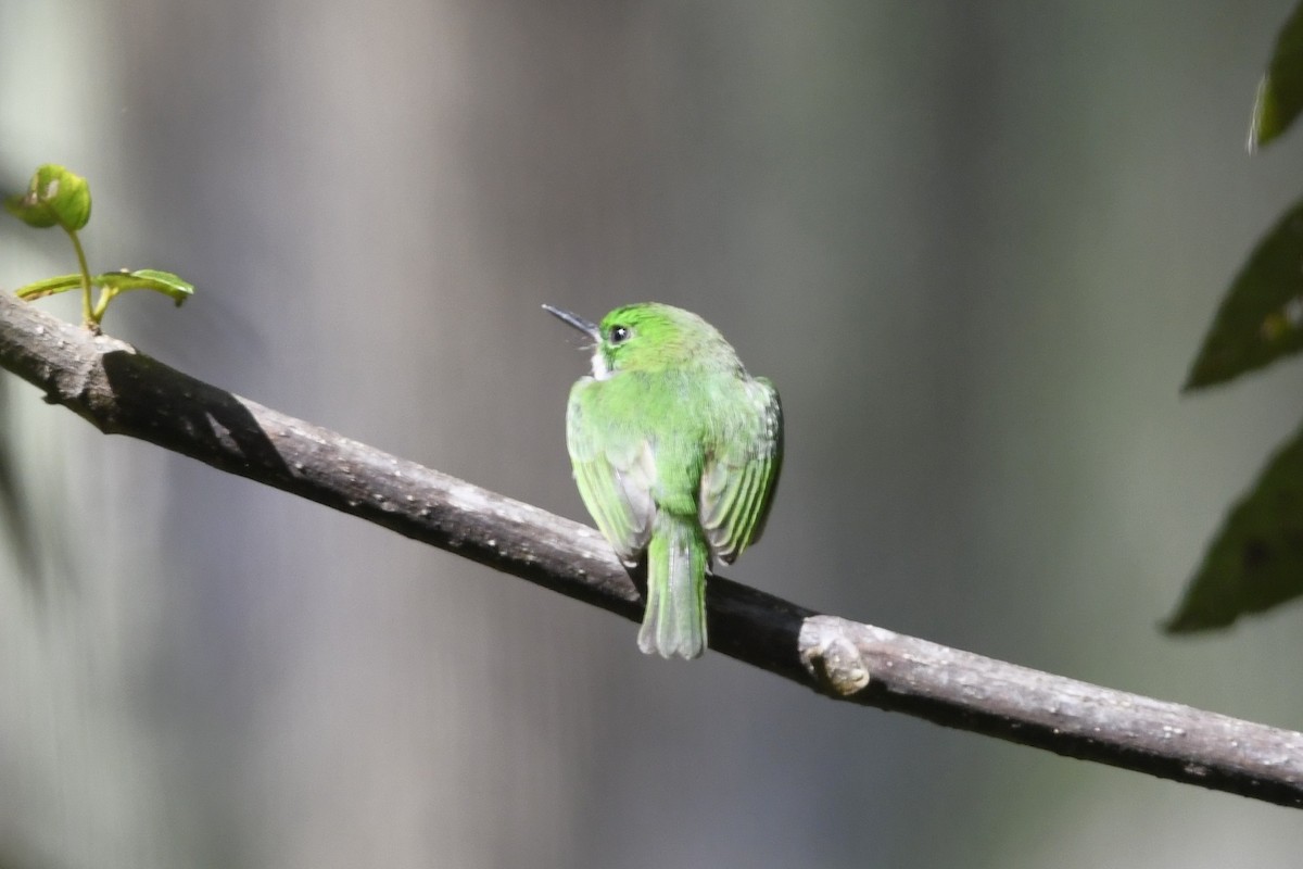 Узкоклювый тоди - ML645002076