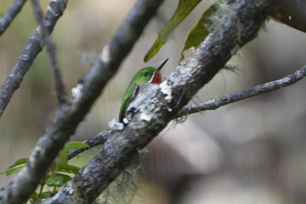 Узкоклювый тоди - ML645002077