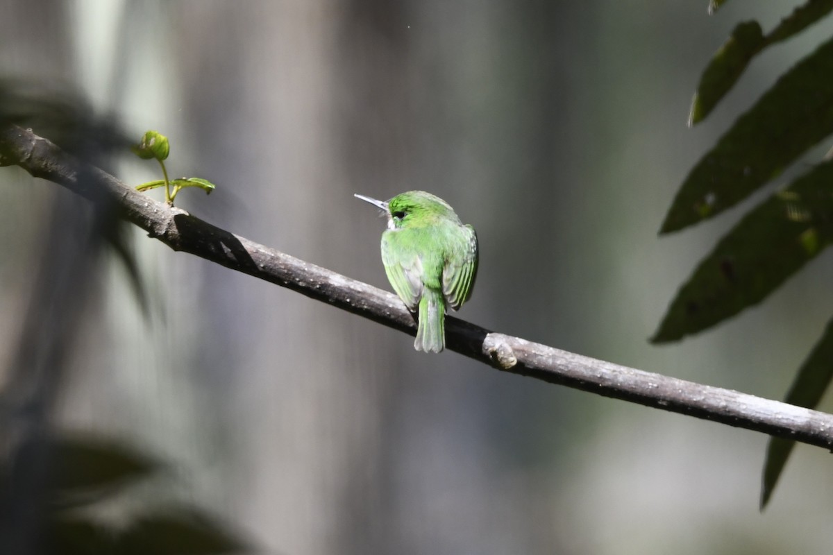 Узкоклювый тоди - ML645002078