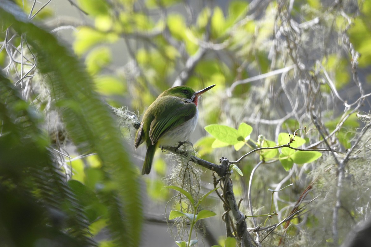 Узкоклювый тоди - ML645002103