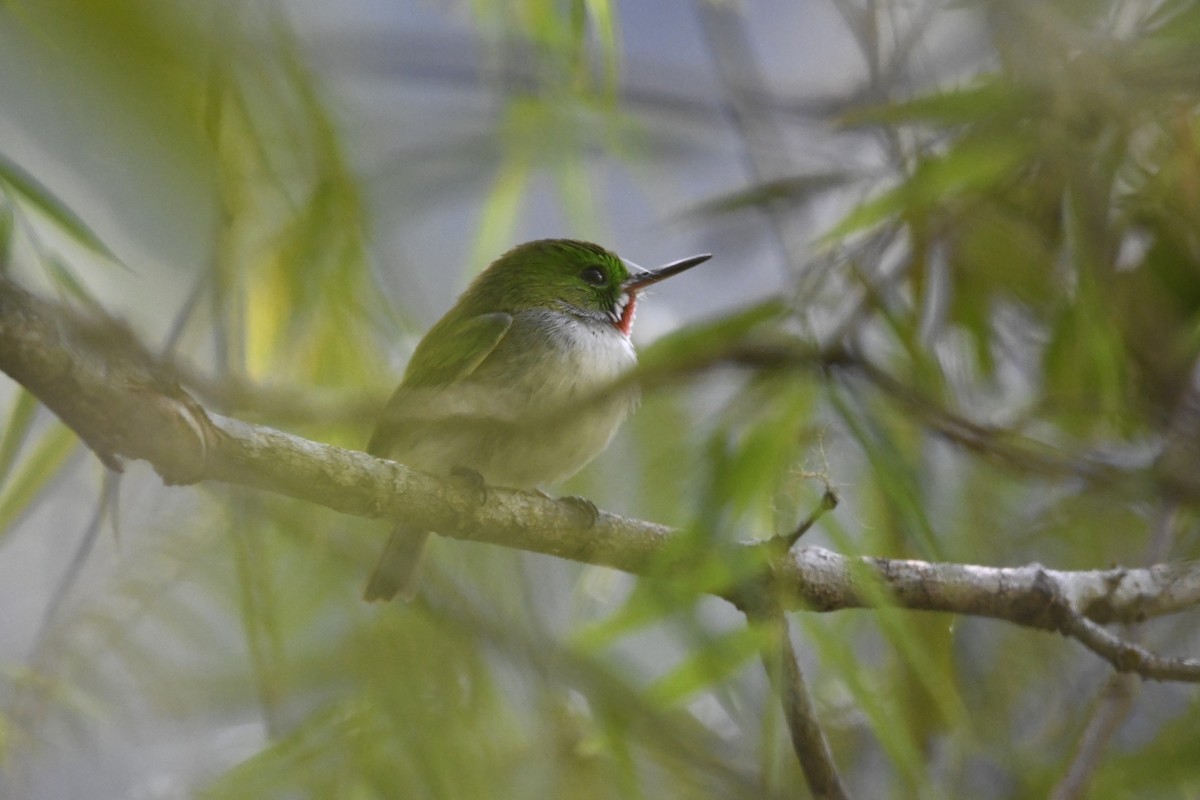 Узкоклювый тоди - ML645002105