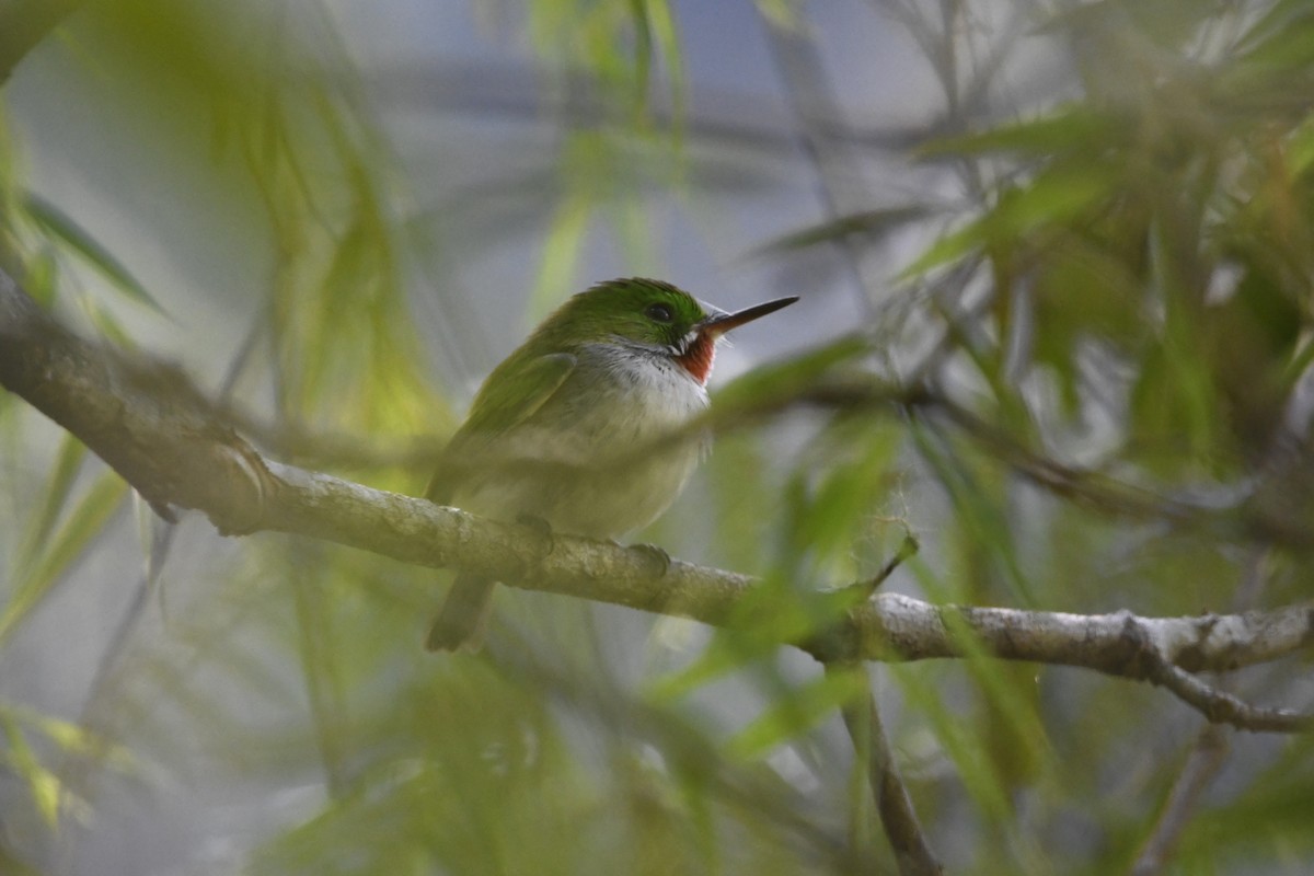 Узкоклювый тоди - ML645002106