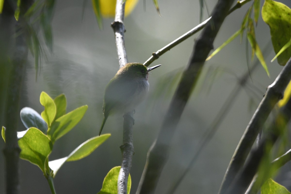 Узкоклювый тоди - ML645002107