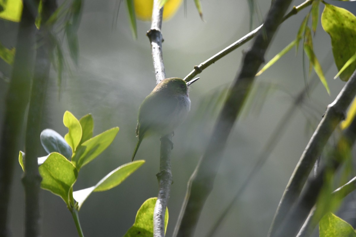 Узкоклювый тоди - ML645002108