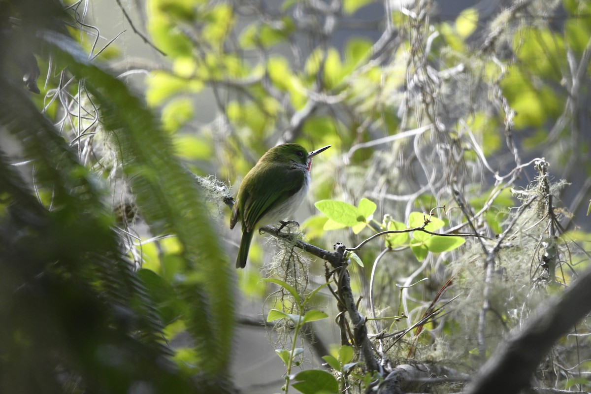 Узкоклювый тоди - ML645002109