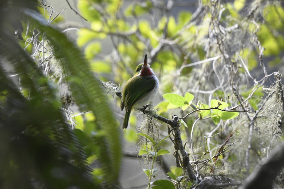 Узкоклювый тоди - ML645002110