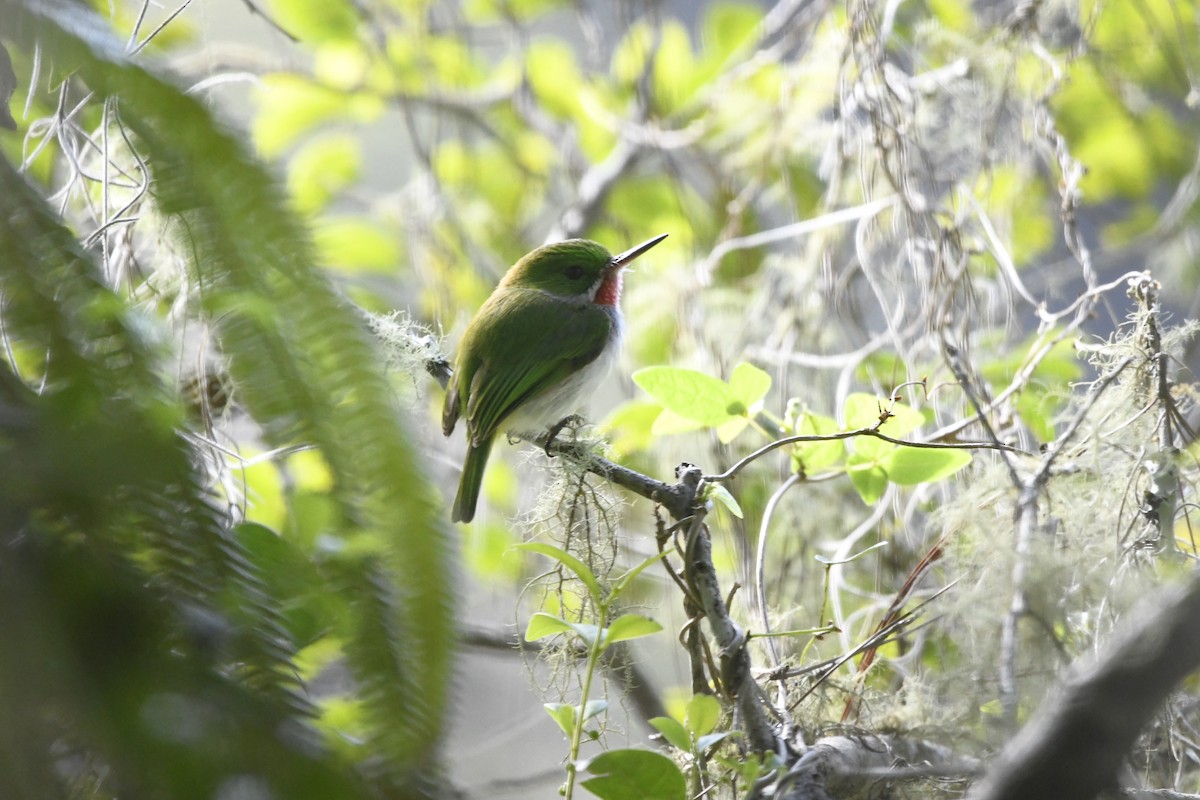 Узкоклювый тоди - ML645002111