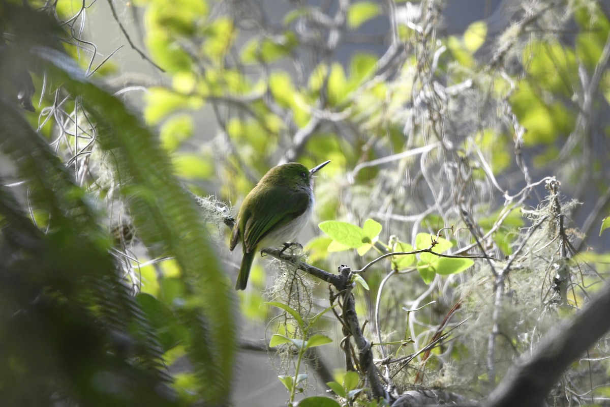 Узкоклювый тоди - ML645002112