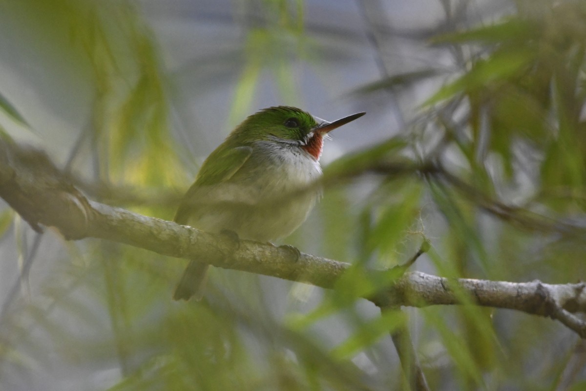 Узкоклювый тоди - ML645002113