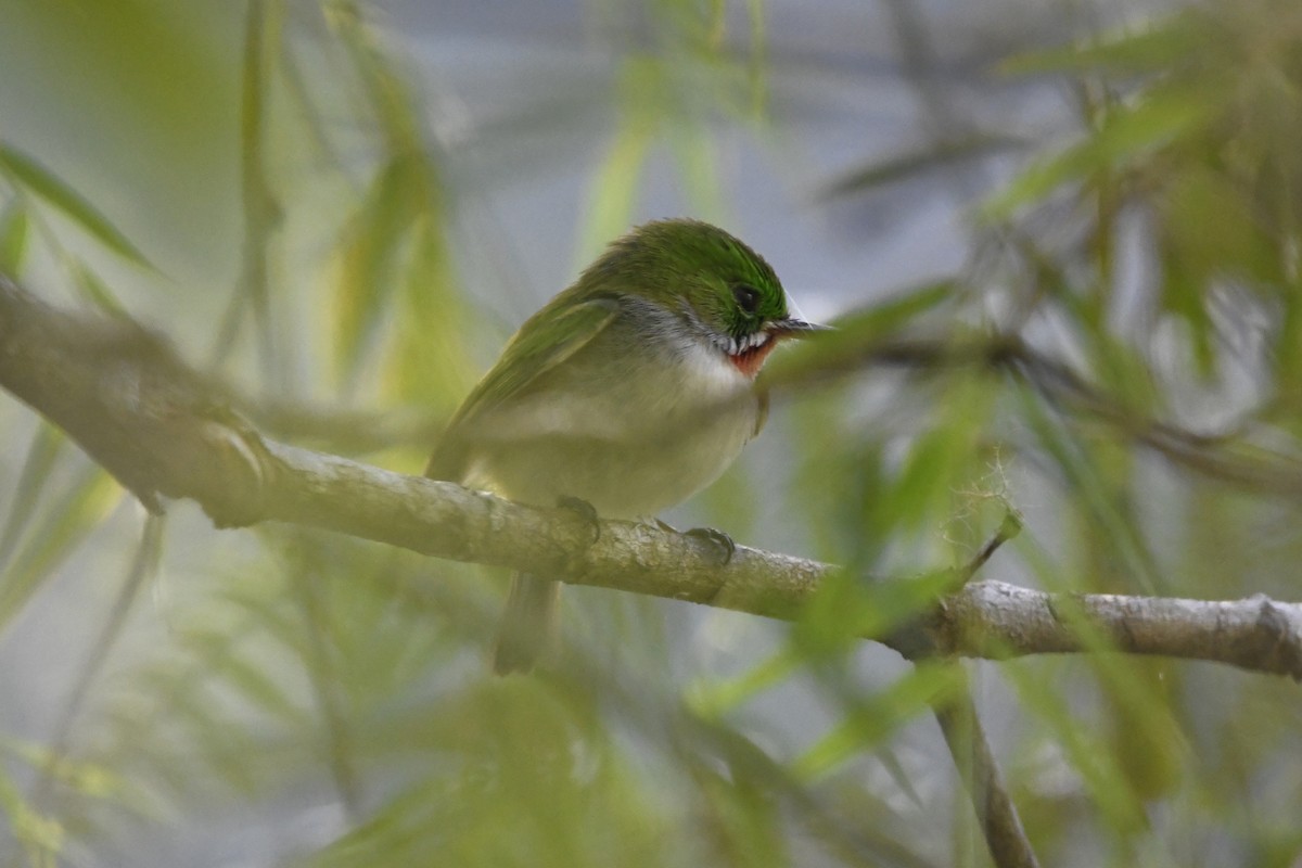 Узкоклювый тоди - ML645002114