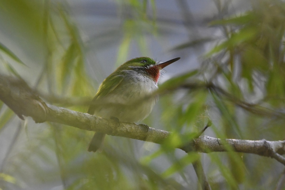 Узкоклювый тоди - ML645002115