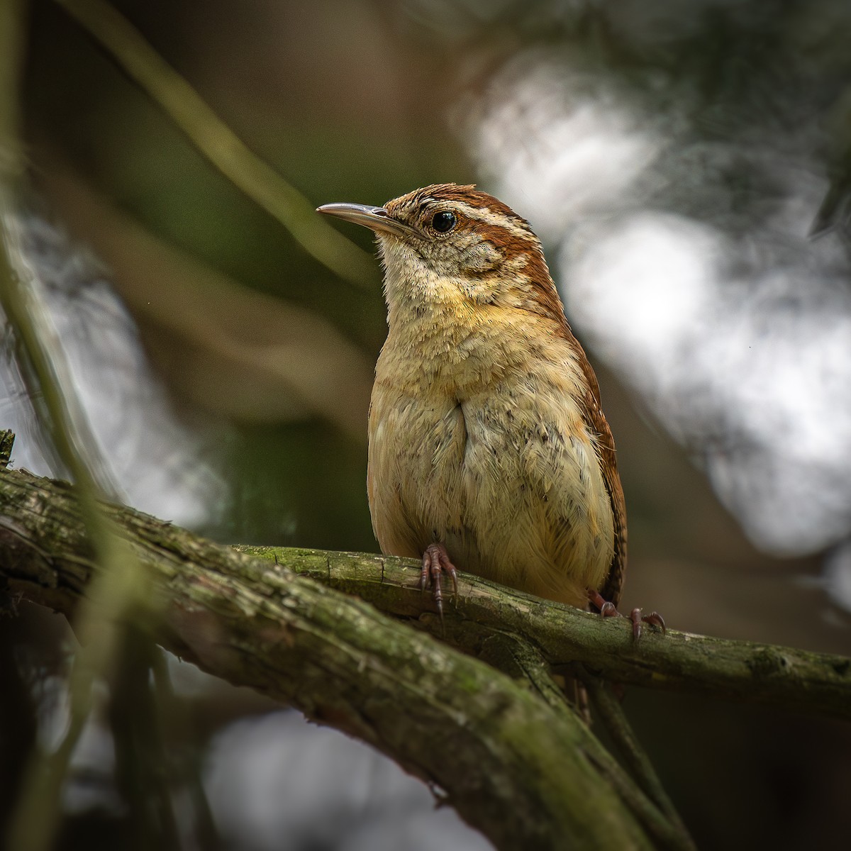 Carolina Wren - ML645002117