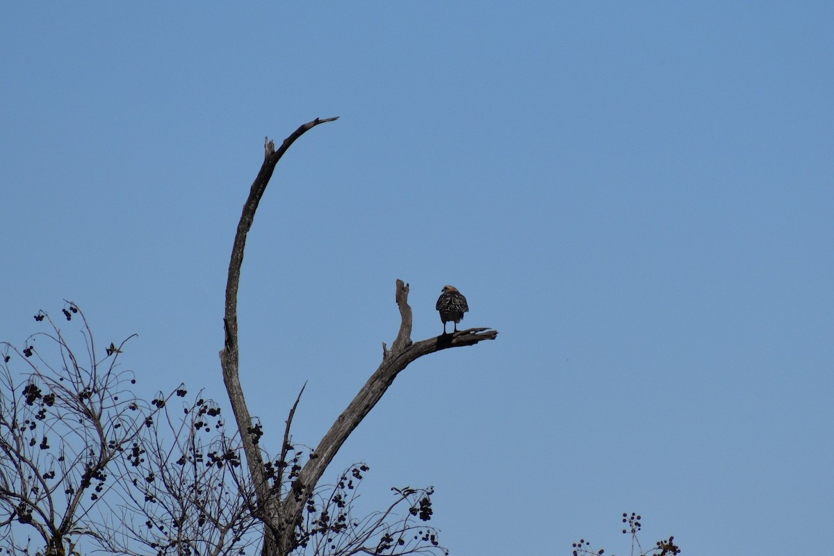 Red-shouldered Hawk - ML645002120