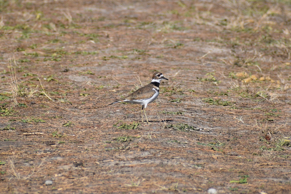 Killdeer - ML645002127