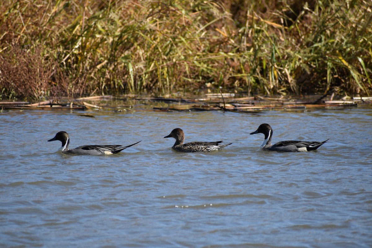 Northern Pintail - ML645002129