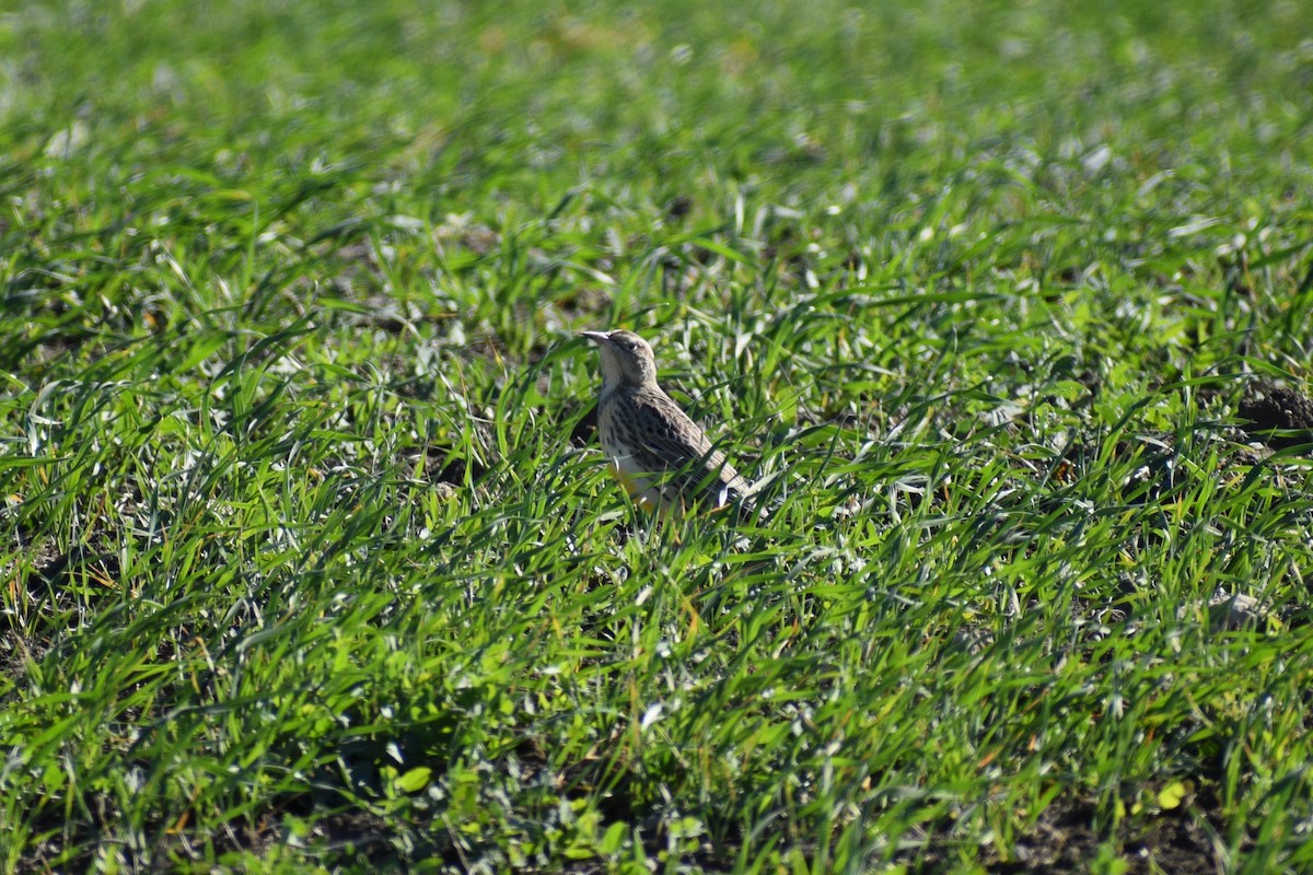 Eastern Meadowlark - ML645002136