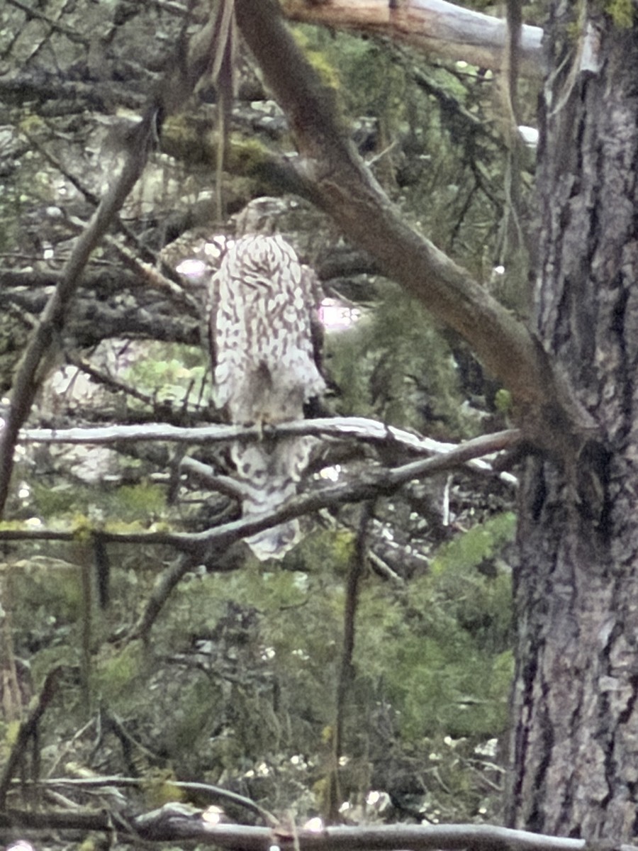 American Goshawk - ML645002140