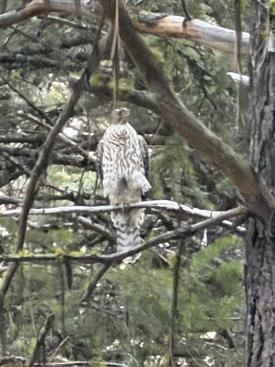 American Goshawk - ML645002141