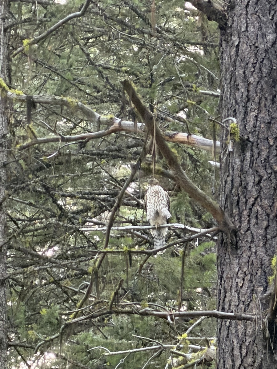 American Goshawk - ML645002142