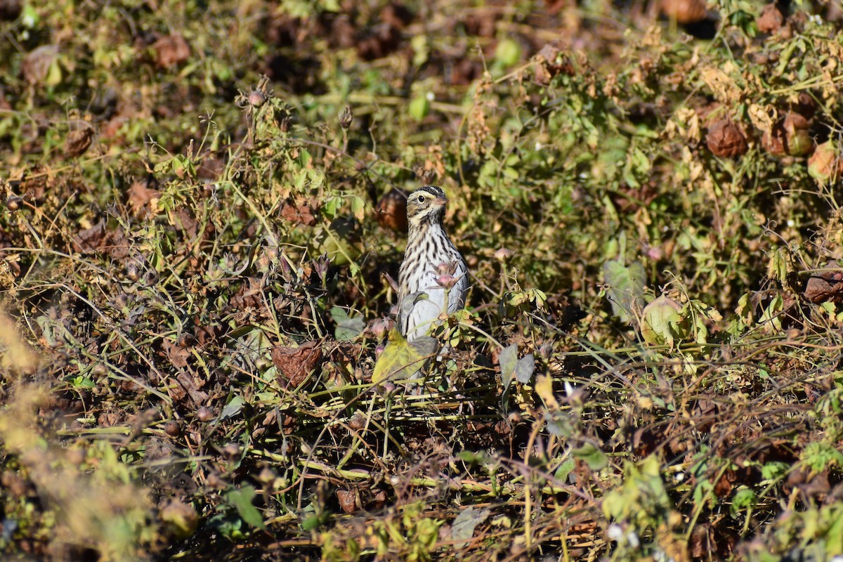 Savannah Sparrow - ML645002149