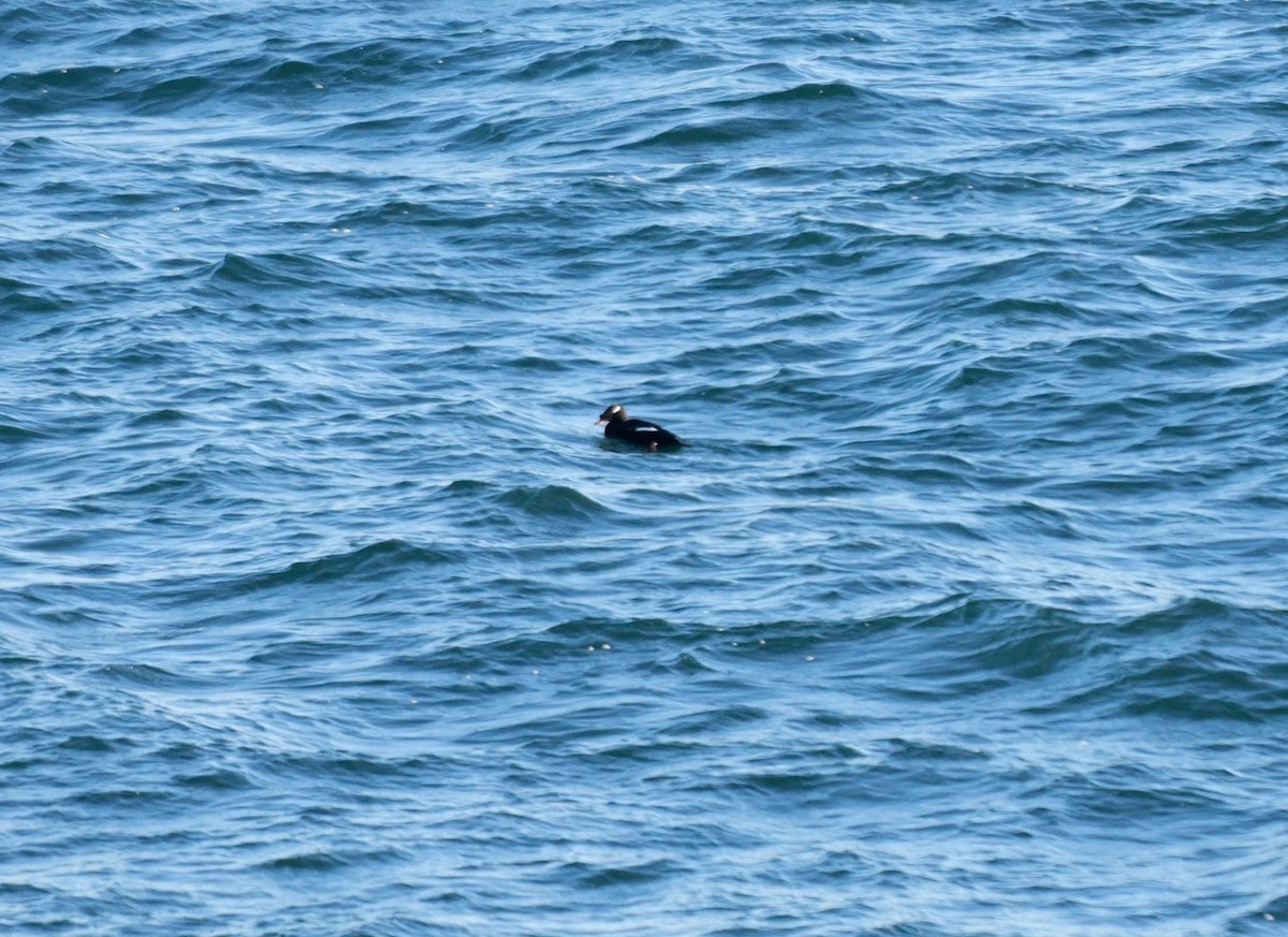 turpan sibiřský - ML645002154