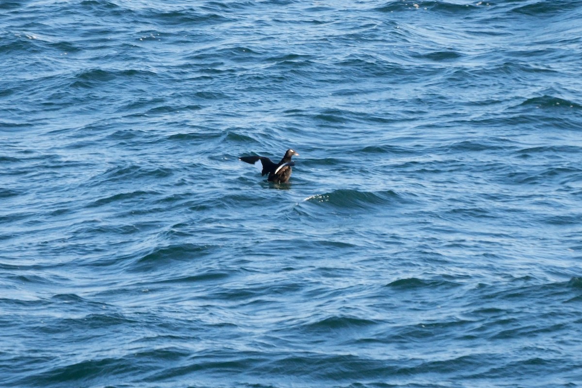 turpan sibiřský - ML645002156