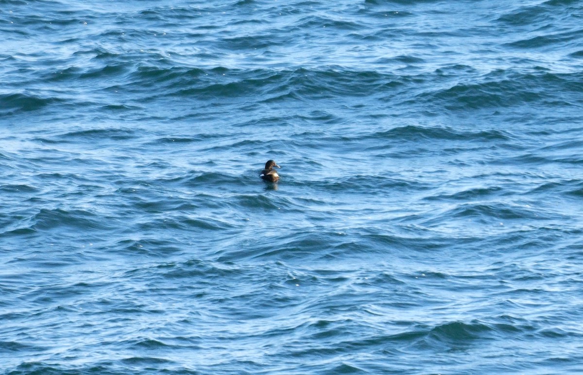 turpan sibiřský - ML645002157