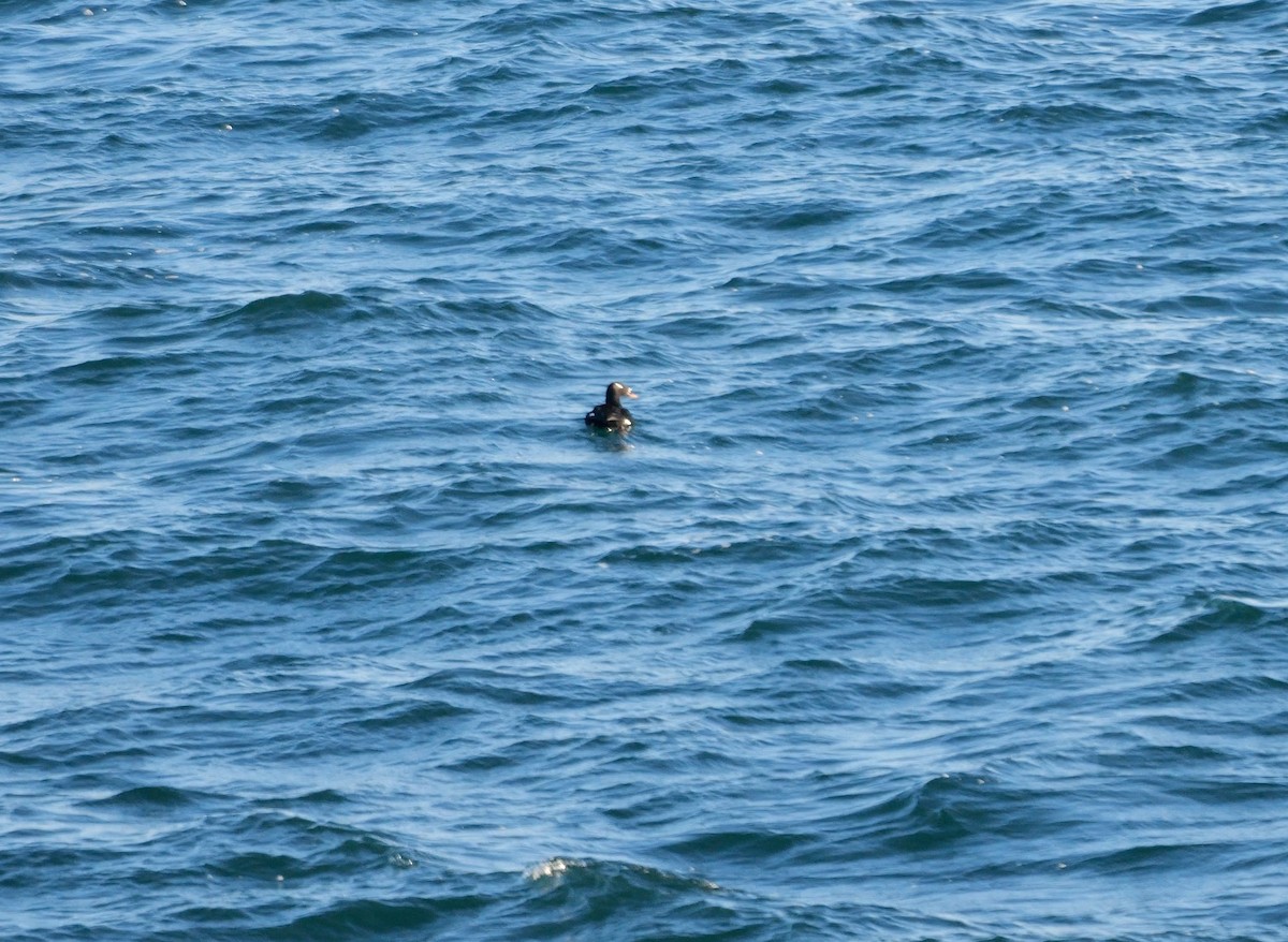 turpan sibiřský - ML645002158