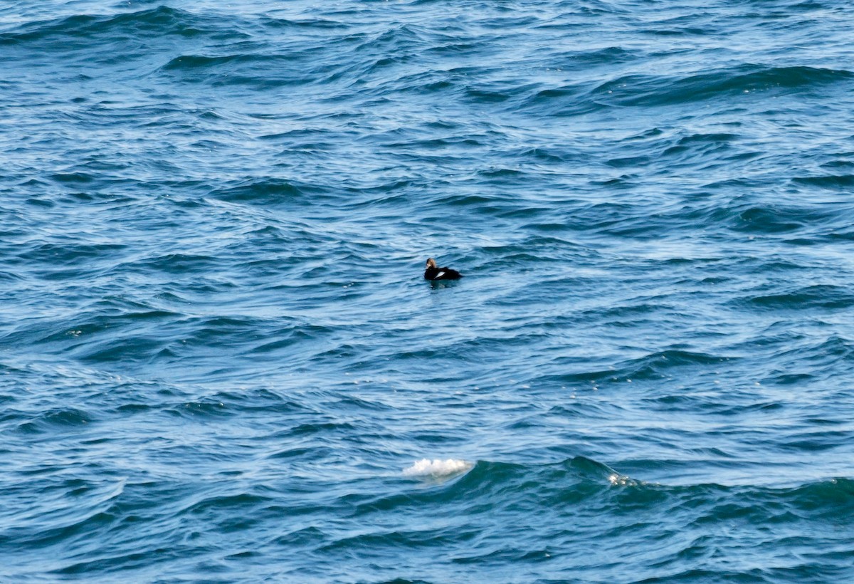 turpan sibiřský - ML645002159