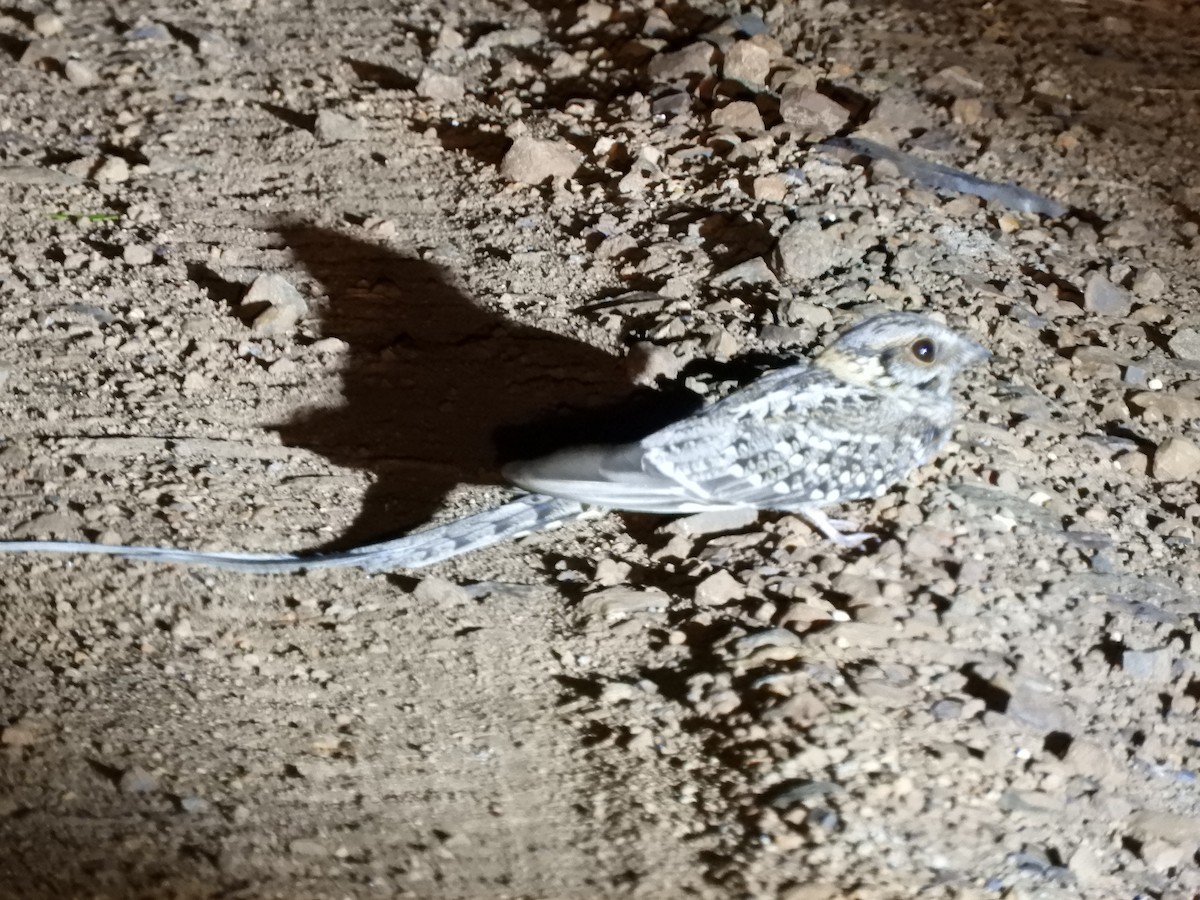 Scissor-tailed Nightjar - ML645002166