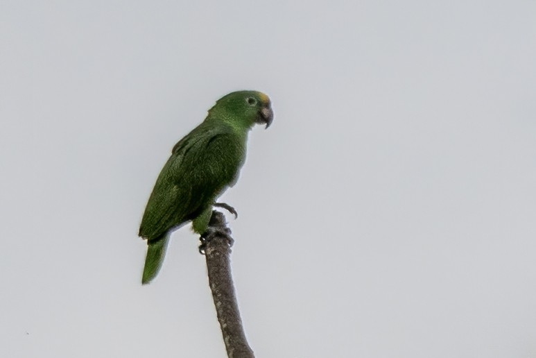 Амазон тринідадський - ML645002194