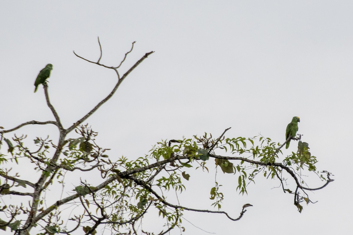 Амазон тринідадський - ML645002195