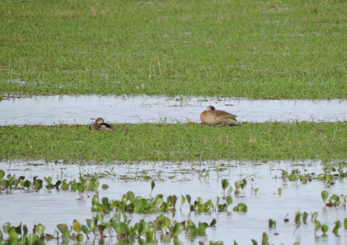 Brazilian Teal - ML645002286