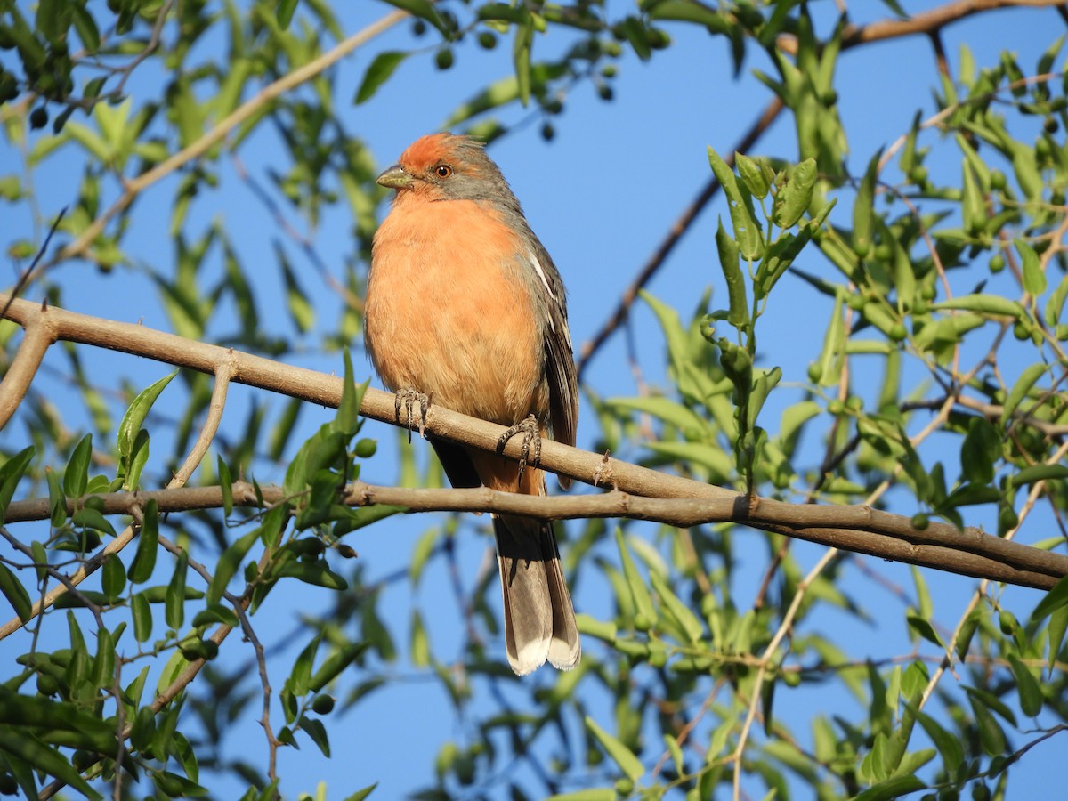 Рара червоновола - ML645002313