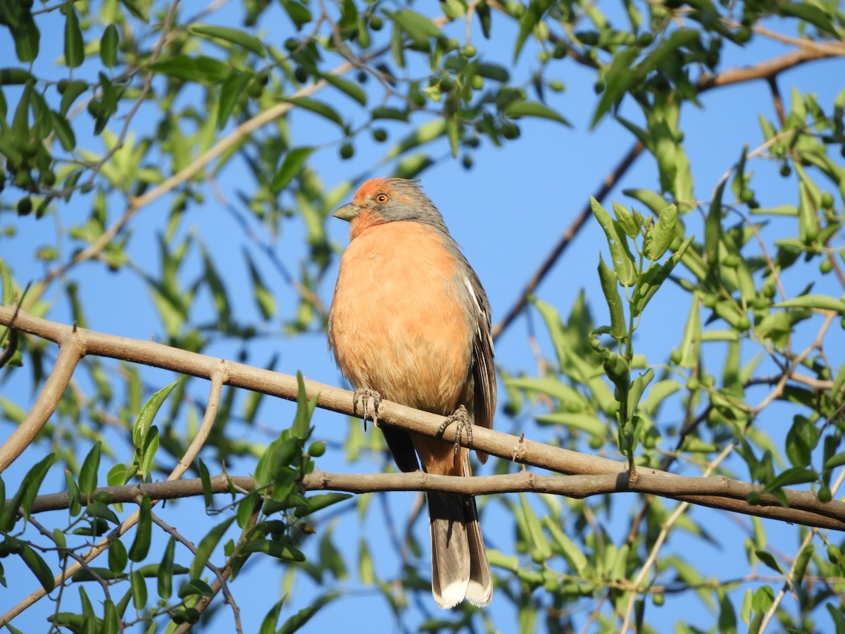 Рара червоновола - ML645002318