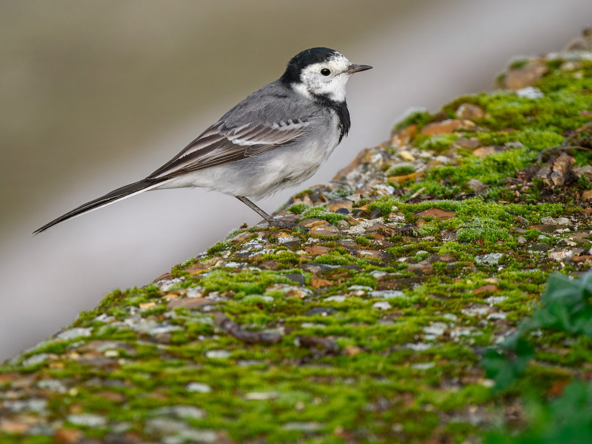 White Wagtail (British) - ML645002341