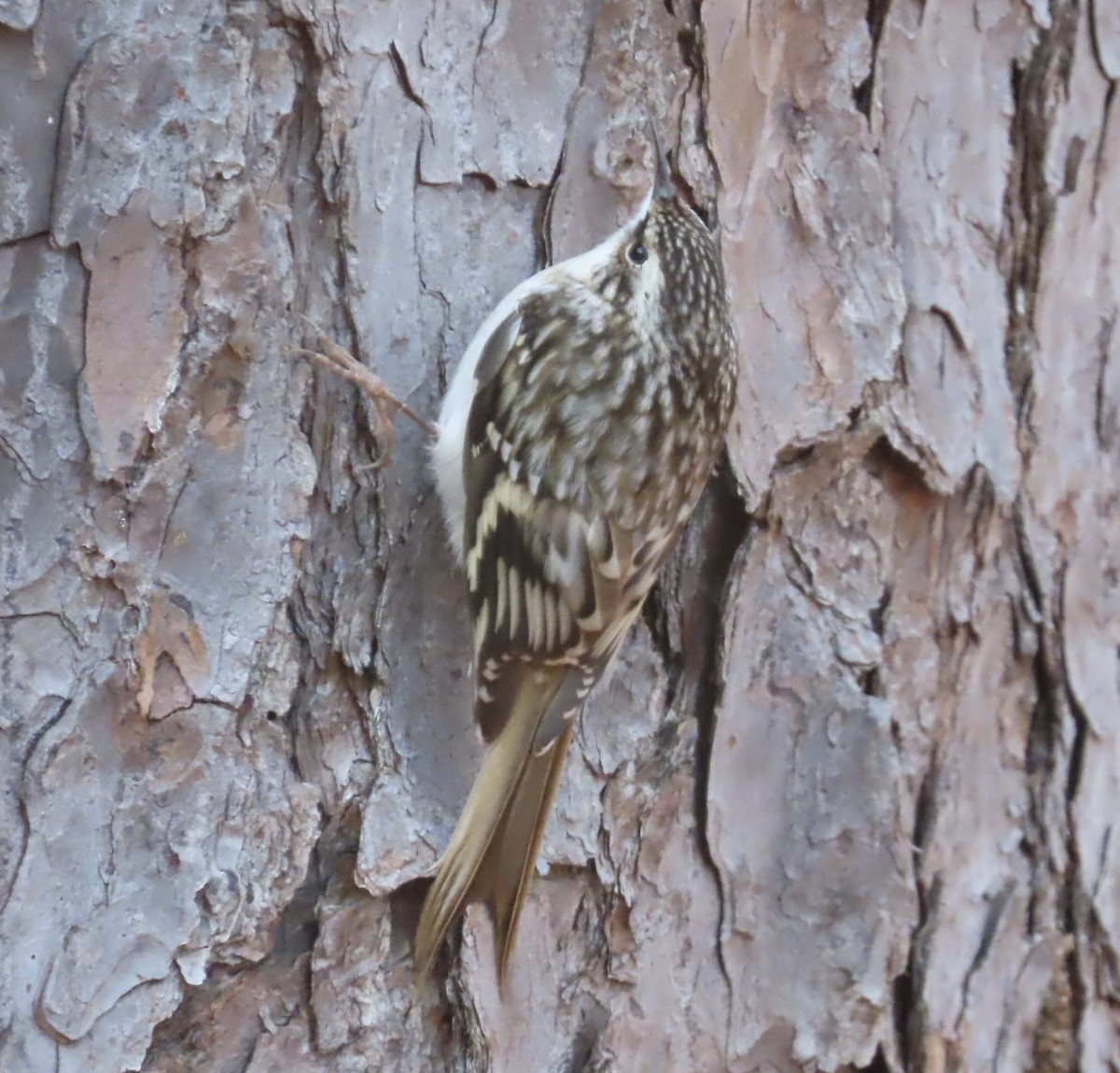 Brown Creeper - ML645002368