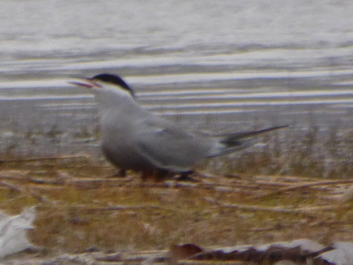 Whiskered Tern - ML64500241