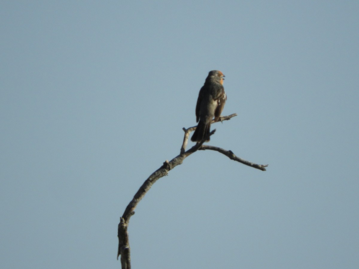 Рара червоновола - ML645002413