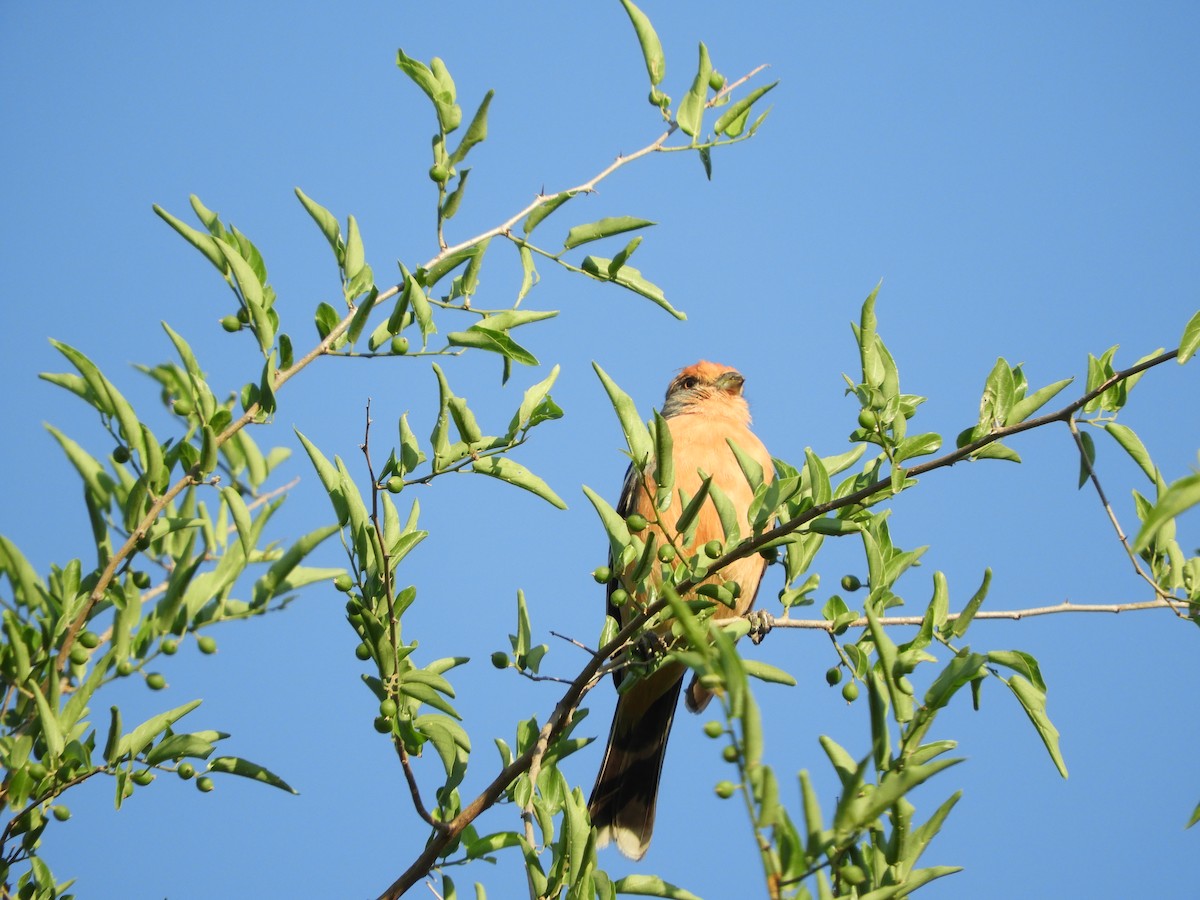 Рара червоновола - ML645002414