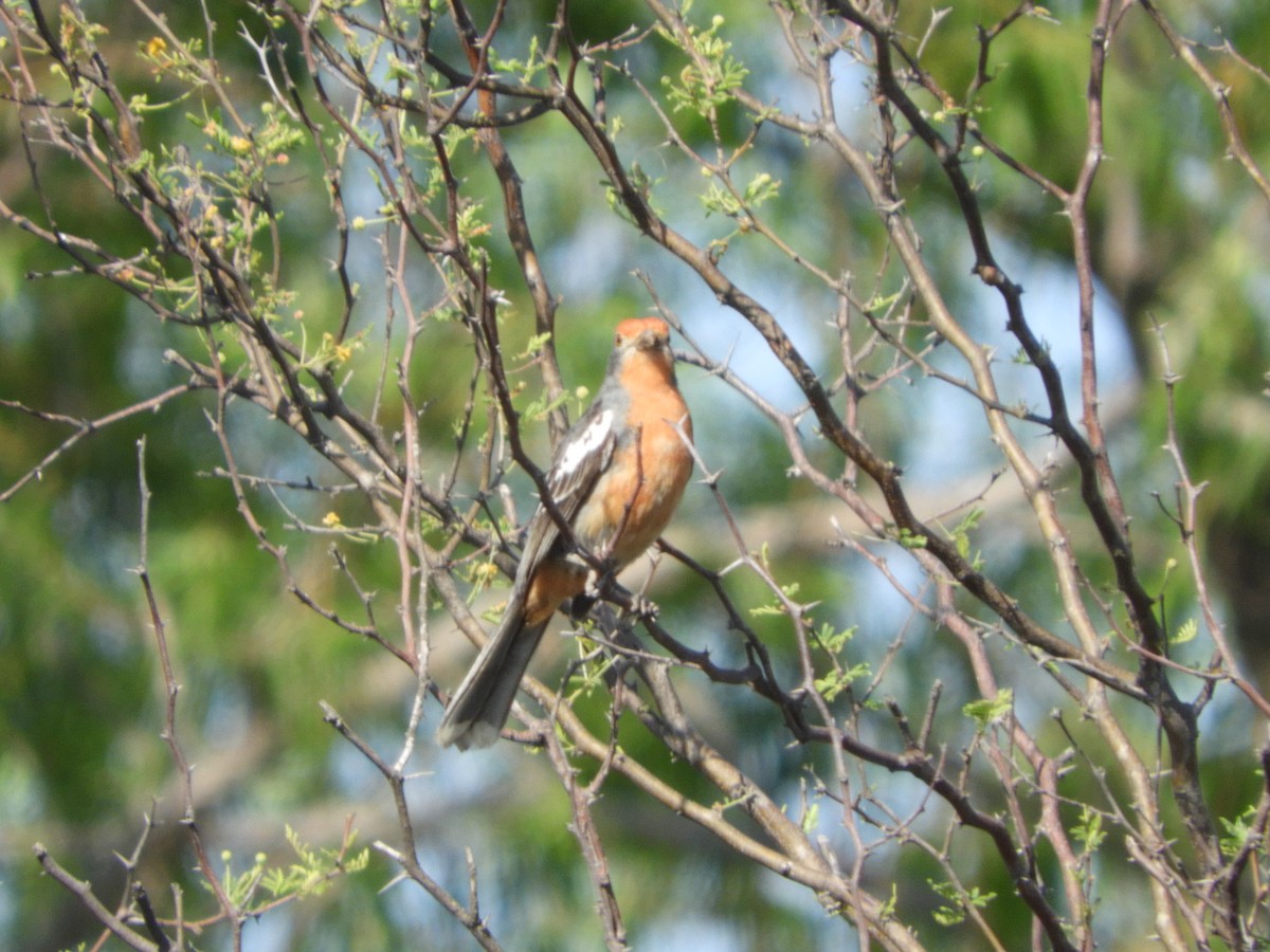 Рара червоновола - ML645002415