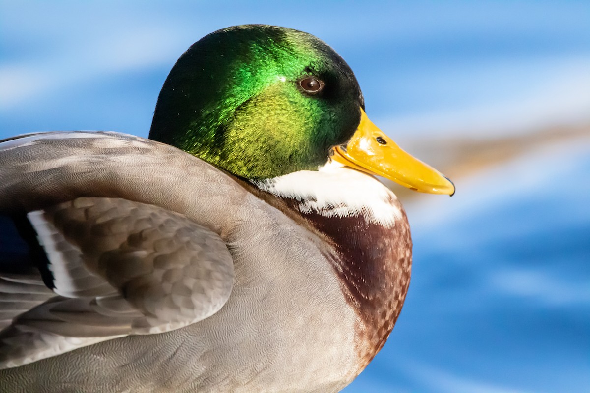 Mallard - ML645002471