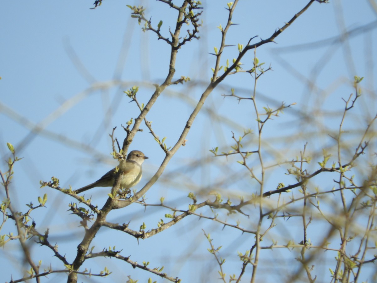 Southern Scrub-Flycatcher - ML645002474